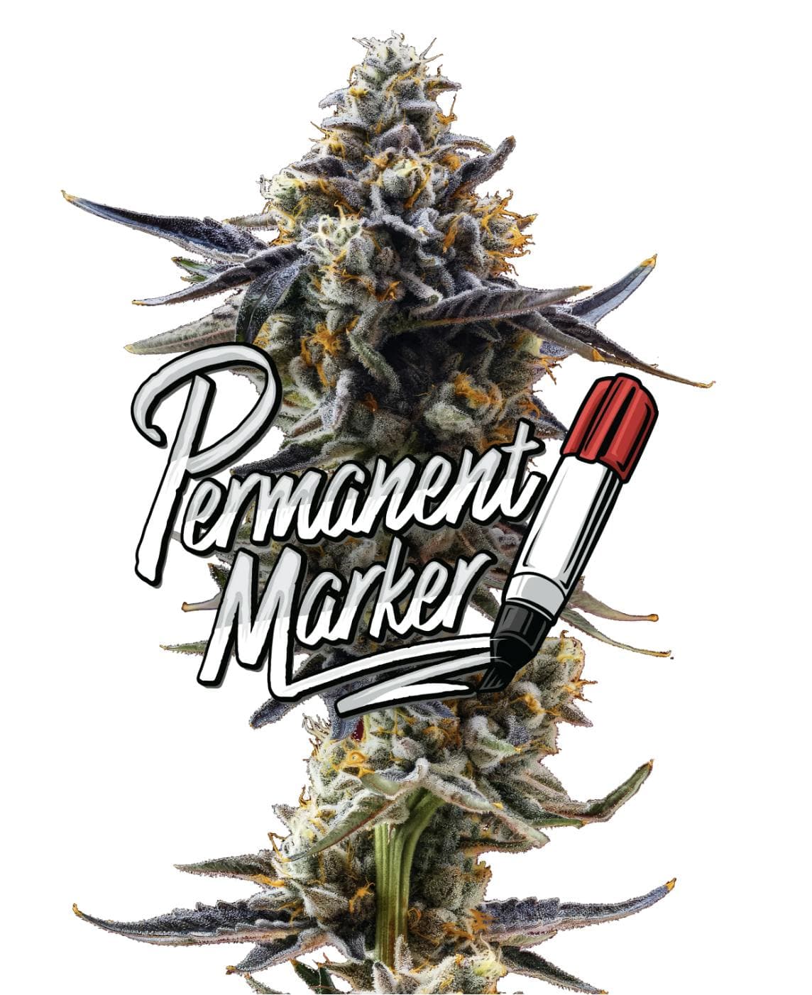 Permanent Marker Red Label Big Buds