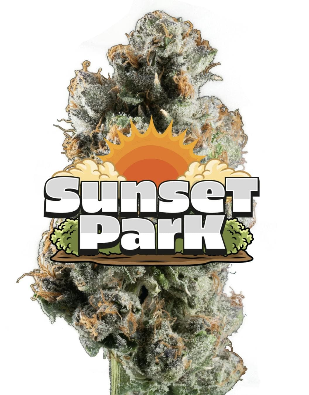 Sunset Park Red Label Big Buds