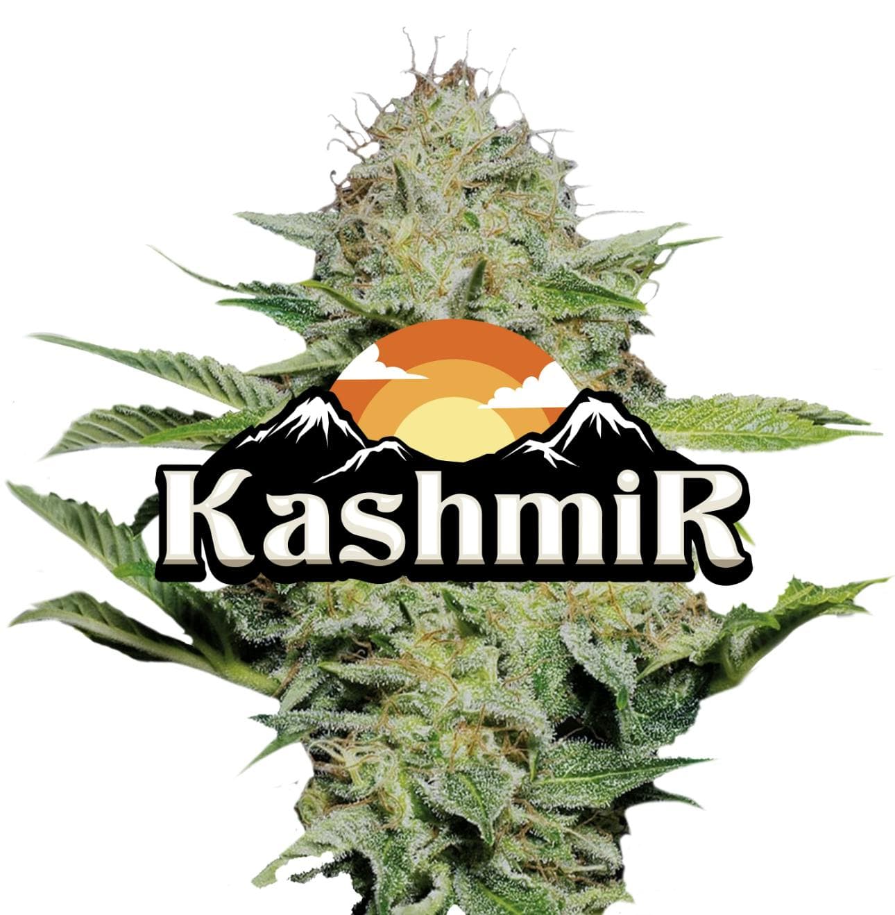 Kashmir Red Label Big Buds