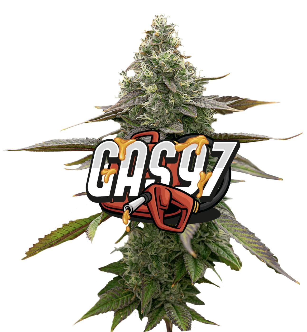 Gas '97 Red Label Big Buds